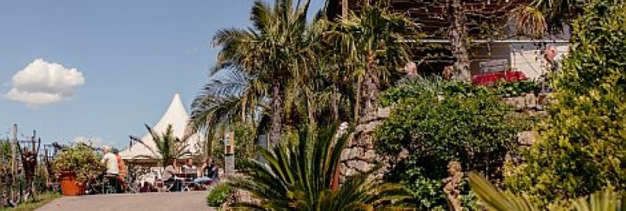 An idyllic garden with palm trees and a white tent in the background. People are sitting relaxed under a blue sky., © Weingut Bayer An idyllic garden with palm trees and a white tent in the background. People are sitting relaxed under a blue sky., © Weingut Bayer
