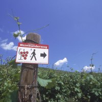 A sign for the Stuttgart Wine Trail on a wooden post in the middle of a vineyard under a blue sky., &copy; Stuttgart-Marketing GmbH