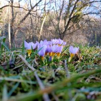 Lila Krokusse blühen im Gras, umgeben von kahlen Bäumen im Hintergrund. Der Fokus liegt auf den Blumen, während der Wald unscharf ist., © SMG Lila Krokusse blühen im Gras, umgeben von kahlen Bäumen im Hintergrund. Der Fokus liegt auf den Blumen, während der Wald unscharf ist., © SMG
