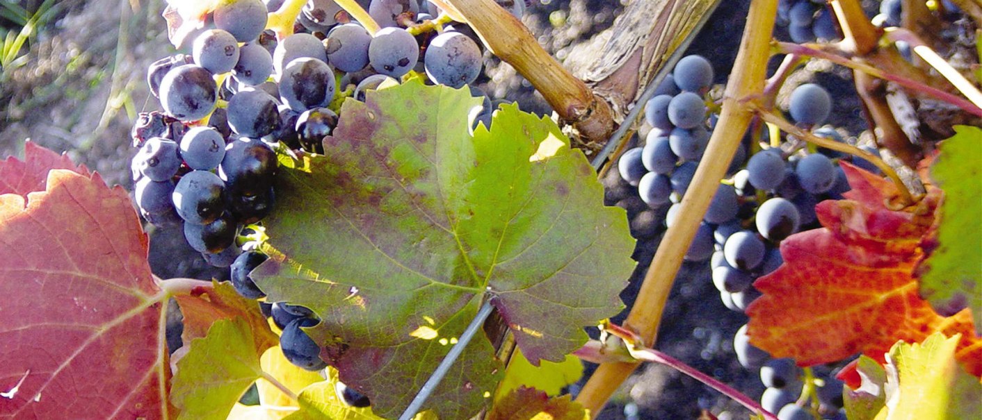 Blaue Weintrauben hängen an einem Rebstock, umgeben von grünen und roten Blättern., © Stuttgart-Marketing GmbH