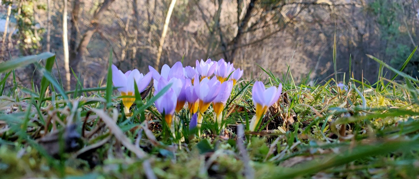 Lila Krokusse blühen im Gras, umgeben von kahlen Bäumen im Hintergrund. Der Fokus liegt auf den Blumen, während der Wald unscharf ist., © SMG