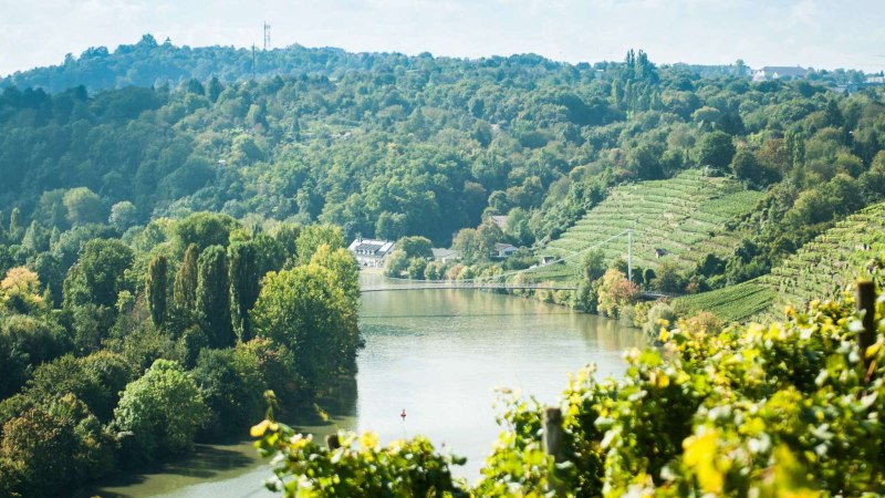 Blick auf eine Flusslandschaft mit einer Schleife, umgeben von grünen Weinbergen und dichtem Wald., © Weingut Zaißerei