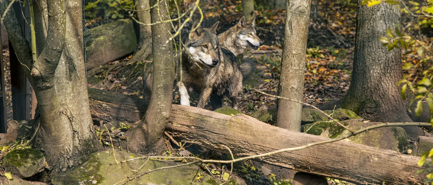 Two wolves in an enclosure among trees and fallen logs., © SMG, Sarah Schmid Two wolves in an enclosure among trees and fallen logs., © SMG, Sarah Schmid