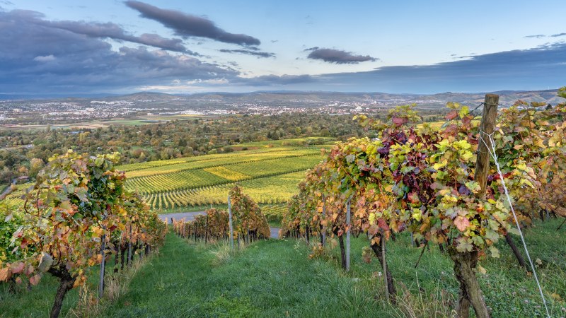 Kappelberg, &copy; SMG, Martina Denker 