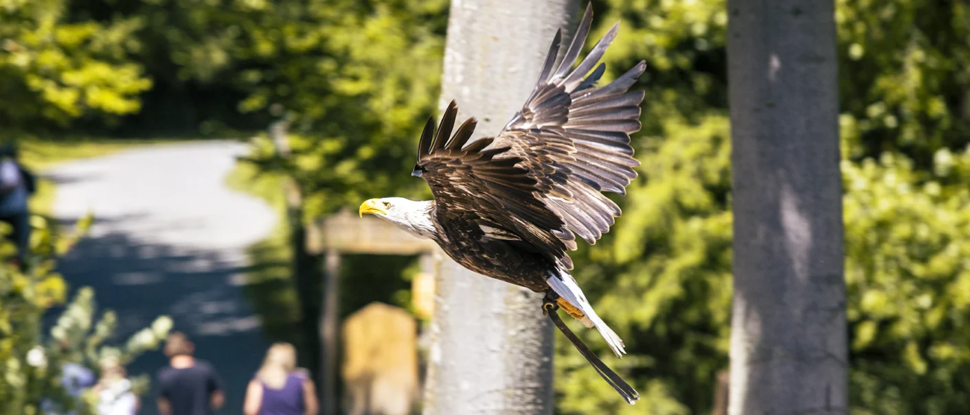 Weißkopfseeadler im Flug im Wildtierparadies Cleebronn, aufgenommen vor grünem Waldhintergrund., © SMG, Sarah Schmid Weißkopfseeadler im Flug im Wildtierparadies Cleebronn, aufgenommen vor grünem Waldhintergrund., © SMG, Sarah Schmid