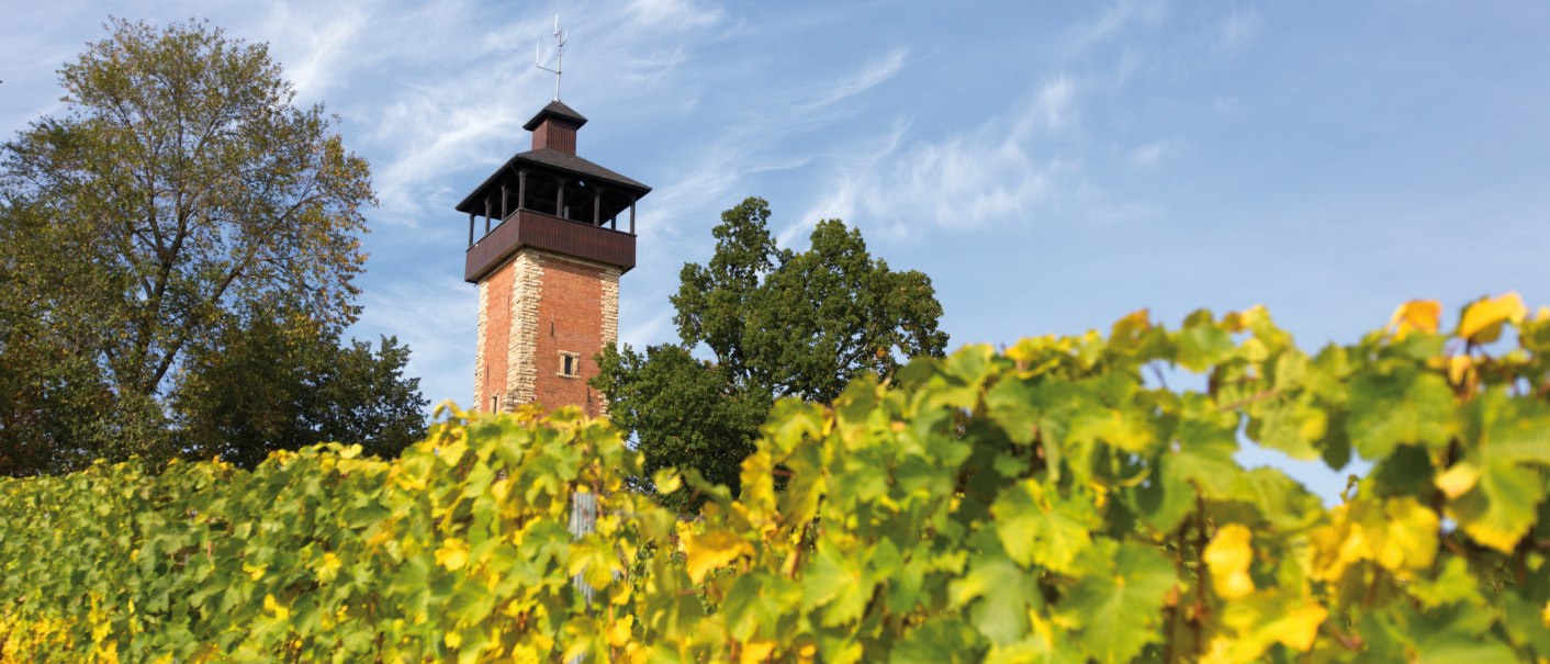 The Burgholzhof observation tower in Stuttgart rises into the blue sky behind green vines and trees., &copy; SMG, Achim Mende