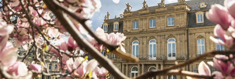 Pink magnolia blossoms in the foreground, behind them the New Palace in Stuttgart with blue sky and clouds., © Stuttgart Marketing GmbH, Sarah Schmid Pink magnolia blossoms in the foreground, behind them the New Palace in Stuttgart with blue sky and clouds., © Stuttgart Marketing GmbH, Sarah Schmid