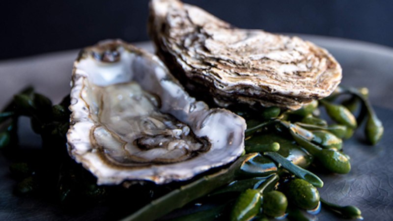 An opened oyster lies on a bed of seaweed on a plate. The background is dark., © FrischeParadies GmbH & Co. KG An opened oyster lies on a bed of seaweed on a plate. The background is dark., © FrischeParadies GmbH & Co. KG
