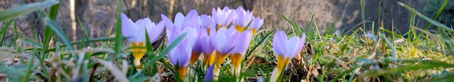 Lila Krokusse blühen im Gras, umgeben von kahlen Bäumen im Hintergrund. Die Sonne scheint durch die Äste., © SMG