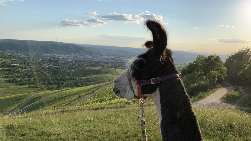 Ein Lama mit Halfter schaut &uuml;ber eine gr&uuml;ne H&uuml;gellandschaft in der Abendsonne. Im Hintergrund sind Felder und eine Stadt zu sehen., &copy; W&uuml;rttemberg Alpakas