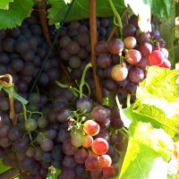Rote Weintrauben hängen dicht an einem Rebstock, umgeben von leuchtend grünen Blättern im Sonnenlicht., © SMG