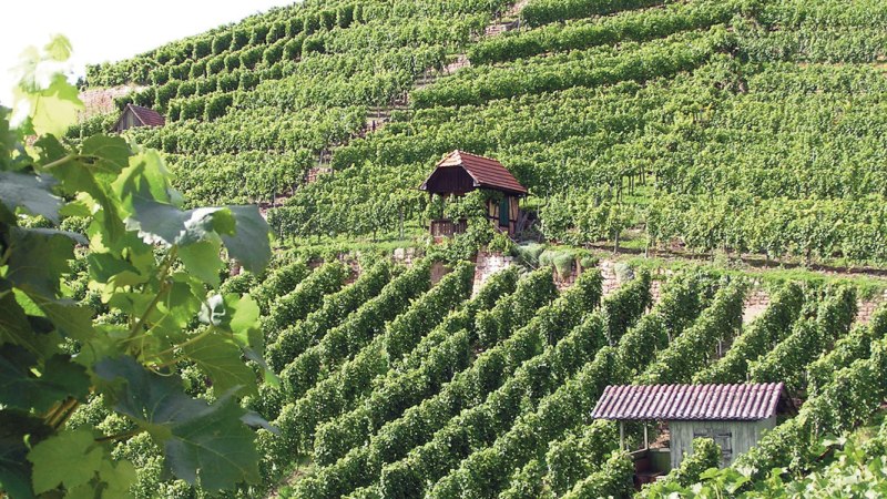 Stuttgarter Weinwandertag Hedelfingen-Rohracker, © SMG Stuttgarter Weinwandertag Hedelfingen-Rohracker, © SMG