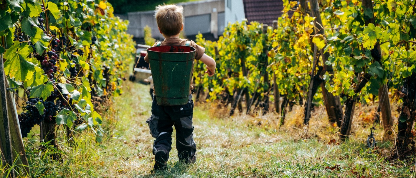 A child with a bucket on his back walks through a vineyard. The vines are full of ripe grapes, the leaves are green and yellow., © Weingut Zaiß A child with a bucket on his back walks through a vineyard. The vines are full of ripe grapes, the leaves are green and yellow., © Weingut Zaiß