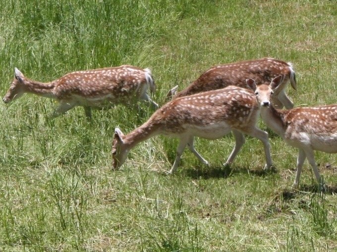 Vier Rehe mit geflecktem Fell grasen auf einer gr&uuml;nen Wiese in der Sonne., &copy; Kultweine-Kochwelten-Kunst&uuml;cke - Kochschule Sonja Lenz