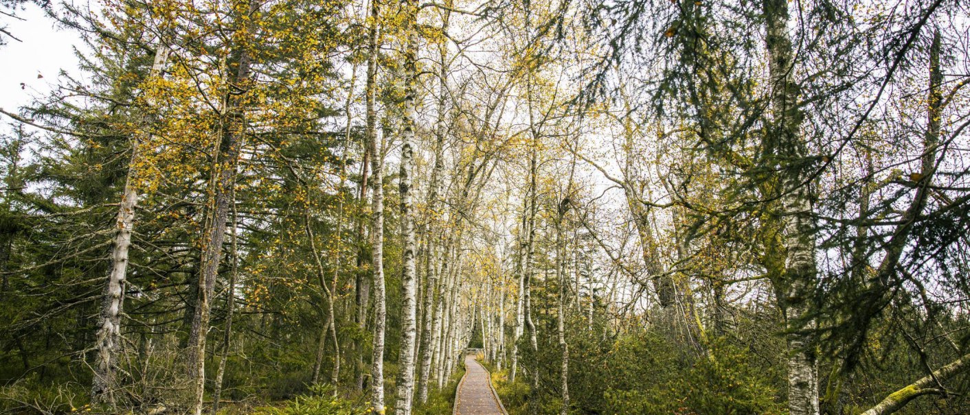 A wooden footbridge winds its way through an autumnal forest of birch and conifer trees in the Wildsee high moor., &copy; Stuttgart-Marketing GmbH, Sarah Schmid