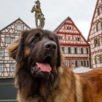 A Leonberger dog stands in an old town with half-timbered houses in the background. The dog has a brown coat and is looking intently into the distance., &copy; &copy; Stuttgart-Marketing GmbH