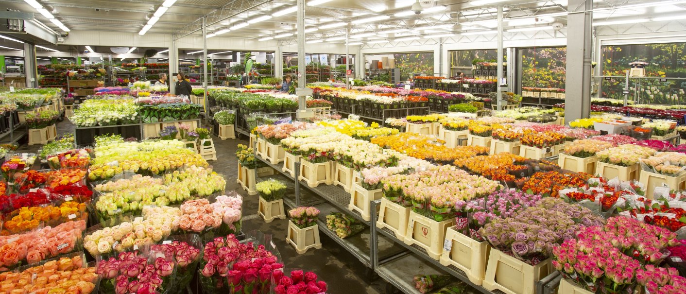 Ein Großmarkt voller bunter Blumen in Kisten, die in Reihen angeordnet sind. Helle Beleuchtung und eine große Auswahl an Blumenarten., © Märkte Stuttgart GmbH