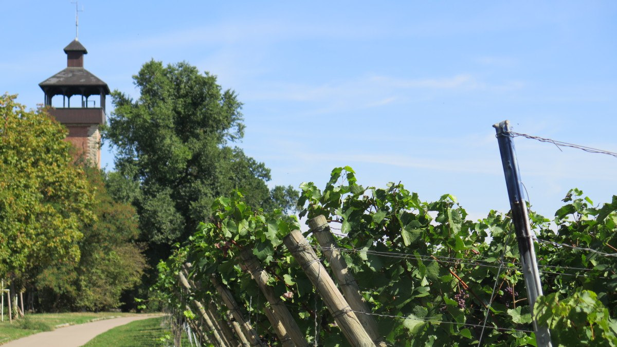 Vines grow in rows, while the Burgholzhof tower and trees can be seen in the background. The sky is clear and blue., &copy; Stuttgart-Marketing GmbH