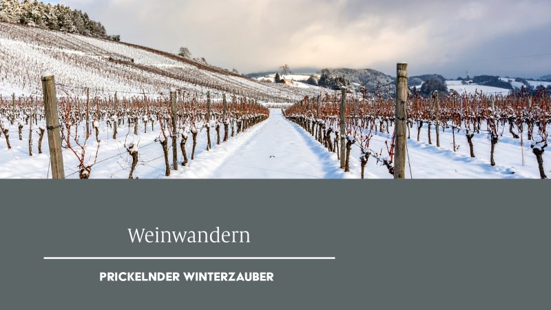 Verschneite Weinberge erstrecken sich in die Ferne, die kahlen Reben ragen aus dem Schnee. Ein idyllisches Winterbild für Weinwanderungen., © Weinmanufaktur Stuttgart eG Verschneite Weinberge erstrecken sich in die Ferne, die kahlen Reben ragen aus dem Schnee. Ein idyllisches Winterbild für Weinwanderungen., © Weinmanufaktur Stuttgart eG