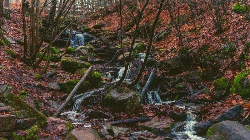 Ein kleiner Bach fließt durch einen herbstlichen Wald. Die Umgebung ist mit Laub bedeckt, und Moos wächst auf den Steinen., © SMG