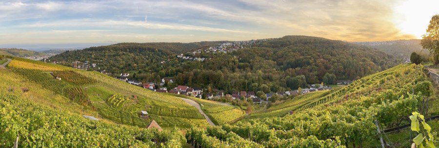 Weinberge erstrecken sich über sanfte Hügel, ein Dorf liegt eingebettet in die grüne Landschaft. Der Himmel ist leicht bewölkt, die Sonne geht unter., © Weingärtnergenossenschaft Hedelfingen Weinberge erstrecken sich über sanfte Hügel, ein Dorf liegt eingebettet in die grüne Landschaft. Der Himmel ist leicht bewölkt, die Sonne geht unter., © Weingärtnergenossenschaft Hedelfingen