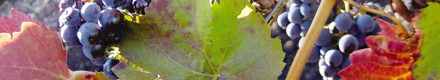 Blue grapes hang on a vine, surrounded by green and red leaves., &copy; Stuttgart-Marketing GmbH