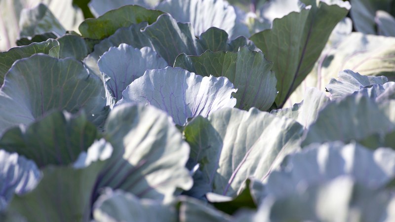 Filderspitzkraut , &copy; SMG, Achim Mende 