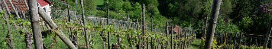 Rohracker vineyard, © Steilwerk Rohracker Rohracker vineyard, © Steilwerk Rohracker