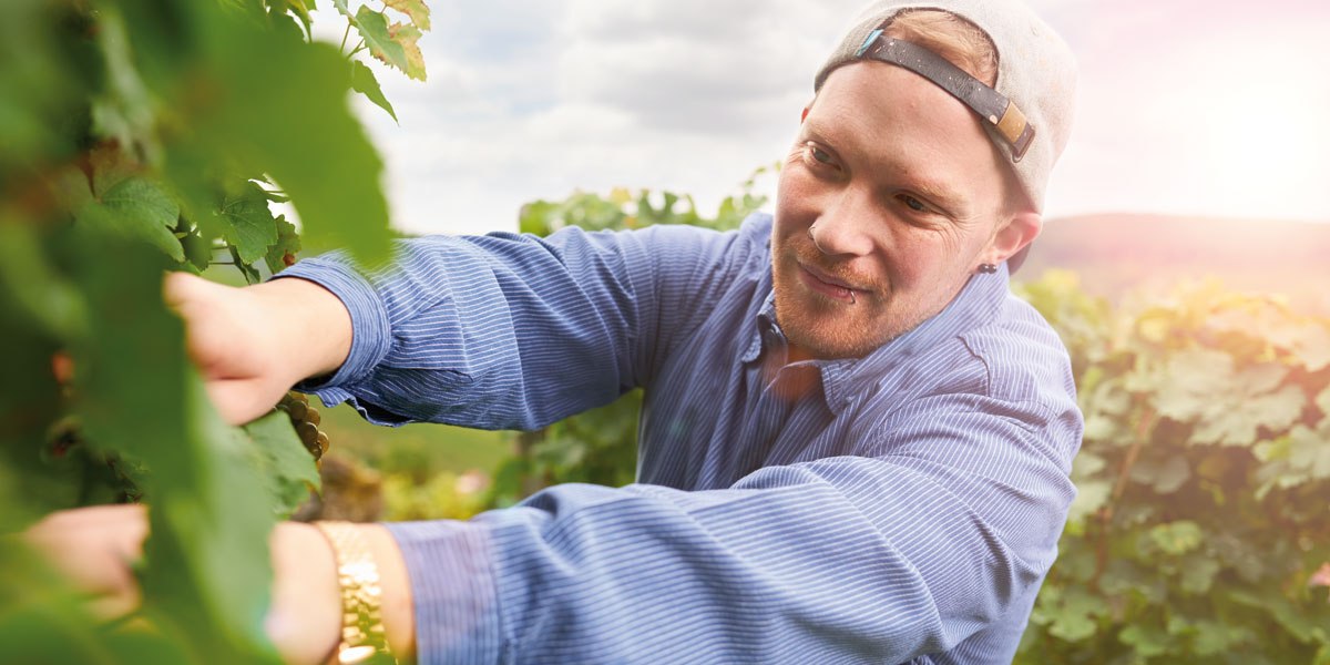 Moritz Haidle bei der Weinlese