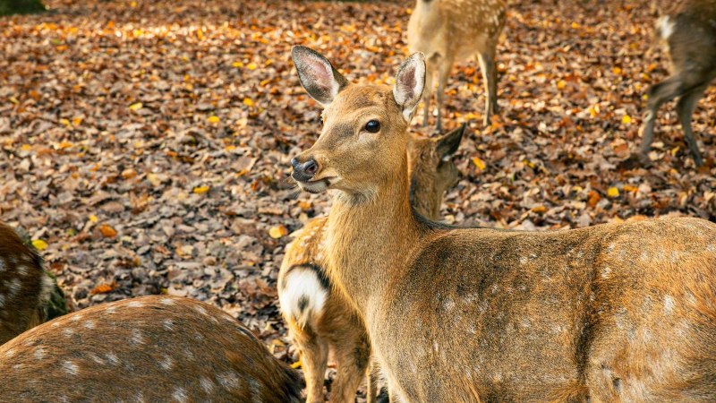 Fallow deer in the autumnal forest, surrounded by colorful foliage. A deer looks attentively into the camera., © Stuttgart-Marketing GmbH, Sarah Schmid Fallow deer in the autumnal forest, surrounded by colorful foliage. A deer looks attentively into the camera., © Stuttgart-Marketing GmbH, Sarah Schmid