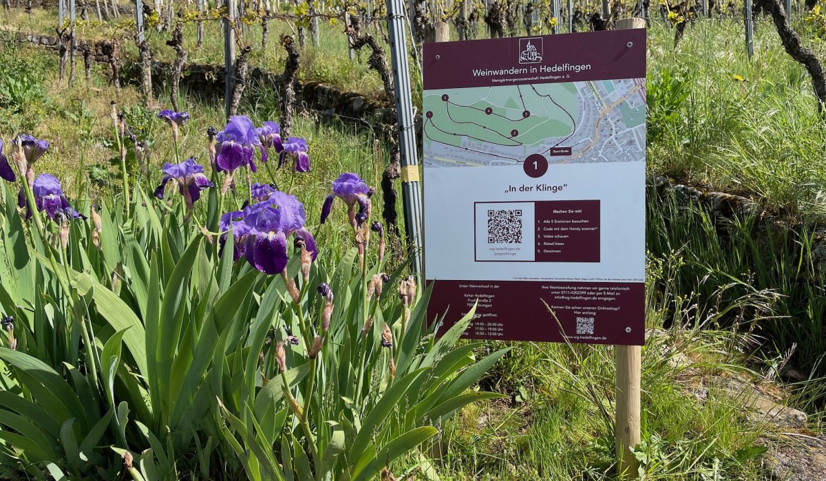 Ein Schild mit der Aufschrift 'Weinwandern in Hedelfingen' steht in einem Weinberg. Lila Blumen blühen im Vordergrund., © Lukas Alperowitz