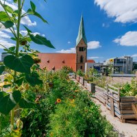 Ein urbaner Garten mit Sonnenblumen und anderen Pflanzen, im Hintergrund die Leonhardskirche und moderne Gebäude unter blauem Himmel., © Thomas Niedermüller Ein urbaner Garten mit Sonnenblumen und anderen Pflanzen, im Hintergrund die Leonhardskirche und moderne Gebäude unter blauem Himmel., © Thomas Niedermüller