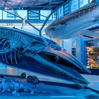 Ein gro&szlig;es Walskelett in einer blauen, beleuchteten Ausstellung im Naturkundemuseum Schloss Rosenstein., &copy; Stuttgart Marketing GmbH, Sarah Schmid