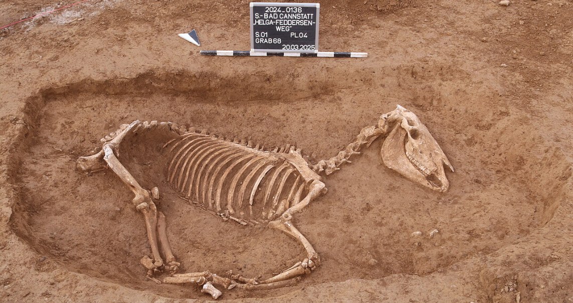 Ein ausgegrabenes Pferdeskelett aus der Römerzeit liegt in einem Erdloch. Eine Tafel mit Informationen ist darüber platziert., © Landesamt für Denkmalpflege Stuttgart / ArchäoBW Ein ausgegrabenes Pferdeskelett aus der Römerzeit liegt in einem Erdloch. Eine Tafel mit Informationen ist darüber platziert., © Landesamt für Denkmalpflege Stuttgart / ArchäoBW