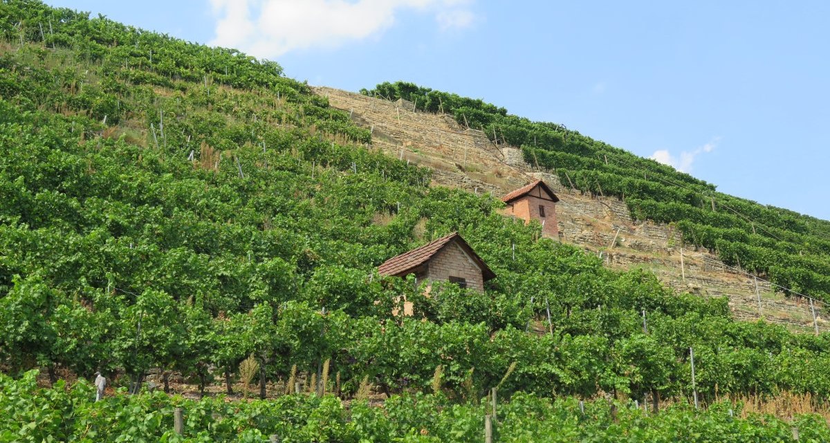 Vineyards stretch over a hill with two small houses. The vines are green and dense, the sky is blue with few clouds., © Stuttgart-Marketing GmbH Vineyards stretch over a hill with two small houses. The vines are green and dense, the sky is blue with few clouds., © Stuttgart-Marketing GmbH