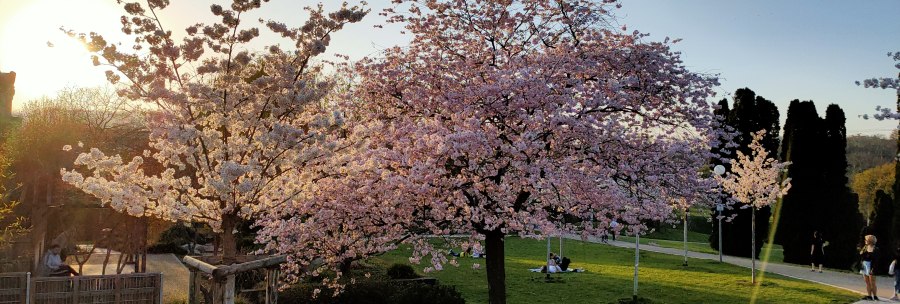 Blossoming cherry trees in the park at sunset. People are sitting on the grass, the sky is clear and the sun is setting., &copy; SMG