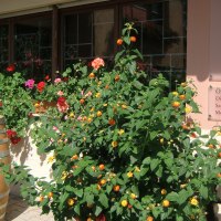 Eingang der Besenwirtschaft Gerhard Zaiß mit blühenden Pflanzen, einem Weinfass und einem Schild mit Öffnungszeiten., © Simone Mack Eingang der Besenwirtschaft Gerhard Zaiß mit blühenden Pflanzen, einem Weinfass und einem Schild mit Öffnungszeiten., © Simone Mack