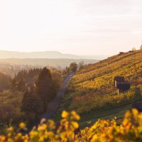 Vineyards at sunset, the hills bathed in warm autumn light. In the background, a cityscape under a clear sky., © 70469R! Vineyards at sunset, the hills bathed in warm autumn light. In the background, a cityscape under a clear sky., © 70469R!