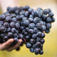 Hands are holding freshly harvested, dark purple grapes with droplets of water. The background is out of focus and greenish., © © Weingut Schwarz Hands are holding freshly harvested, dark purple grapes with droplets of water. The background is out of focus and greenish., © © Weingut Schwarz