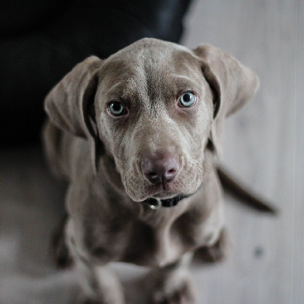 pets are welcome, © Hotel Gloria GmbH Restaurant Möhringer Hexle