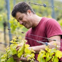 A man in a red T-shirt tending vines in a green vineyard., © Weingut Zaiß A man in a red T-shirt tending vines in a green vineyard., © Weingut Zaiß