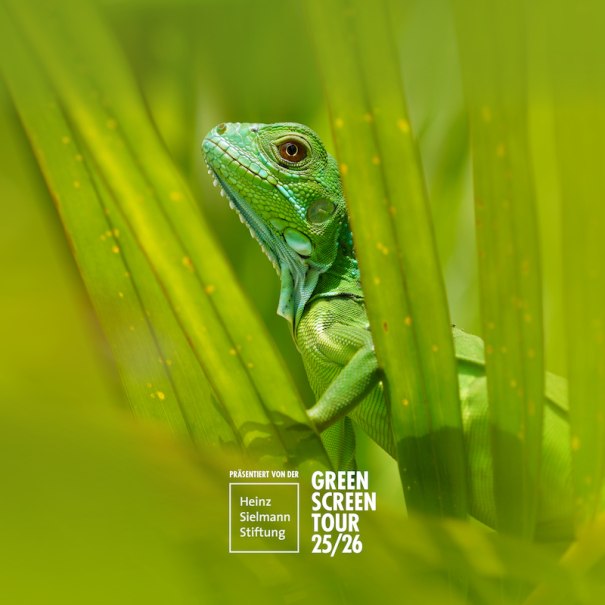 Ein gr&uuml;ner Leguan lugt zwischen Bl&auml;ttern hervor. Text: Pr&auml;sentiert von der Heinz Sielmann Stiftung, GREEN SCREEN TOUR 25/26., &copy; Moving Adventures Medien GmbH