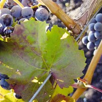 Blue grapes hang on a vine, surrounded by green and red leaves., &copy; Stuttgart-Marketing GmbH