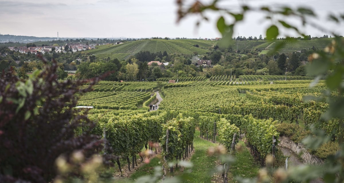 Weinberge erstrecken sich über sanfte Hügel, ein Weg führt hindurch. Im Hintergrund sind ein Dorf und bewaldete Hügel zu sehen., © Stuttgart-Marketing GmbH, wpsteinheisser Weinberge erstrecken sich über sanfte Hügel, ein Weg führt hindurch. Im Hintergrund sind ein Dorf und bewaldete Hügel zu sehen., © Stuttgart-Marketing GmbH, wpsteinheisser