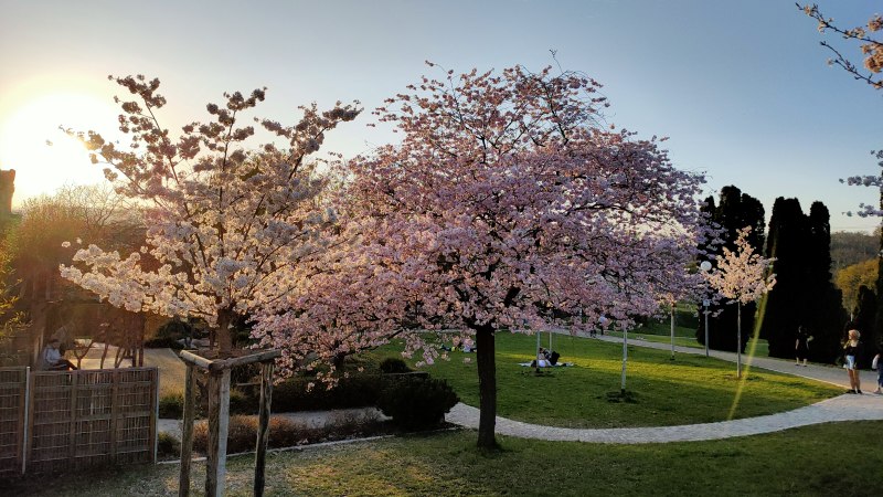 Blossoming cherry trees in the park at sunset. People are sitting on the grass, the sky is clear and the sun is setting., &copy; SMG