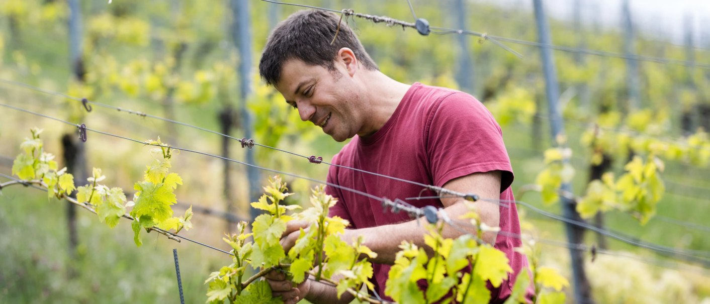A man in a red T-shirt tending vines in a green vineyard., © Weingut Zaiß