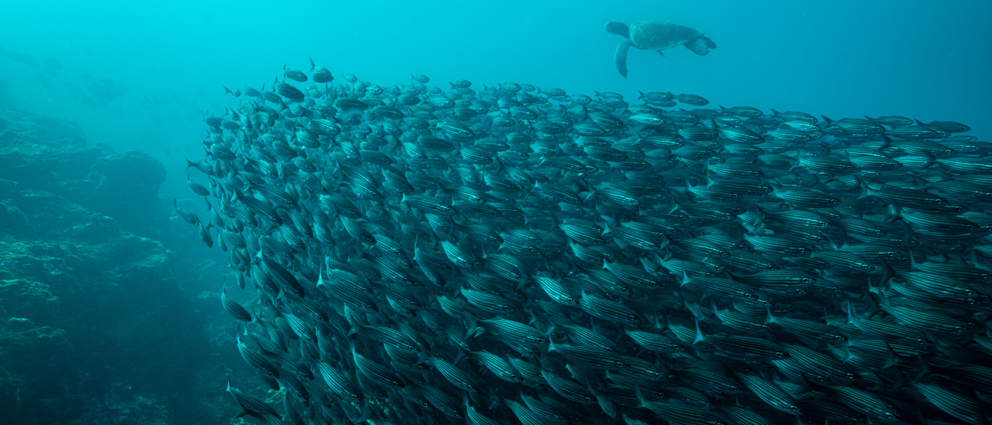 A dense school of striped fish in the sea, accompanied by a sea turtle swimming above. Underwater shot on the Galapagos Islands., &copy; Markus Mauthe