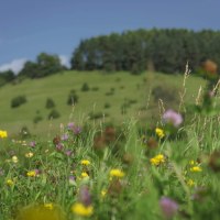 Blumen auf Wiese, © TMBW Blumen auf Wiese, © TMBW