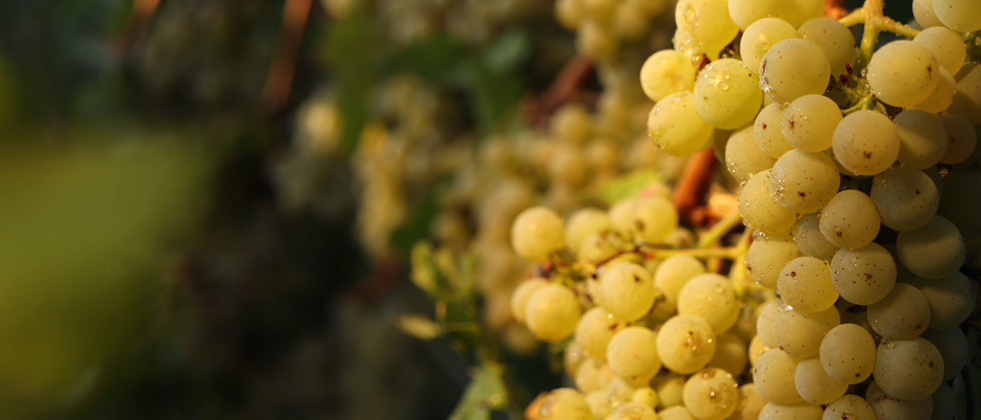 Nahaufnahme von gelben Weintrauben mit Wassertropfen, die im Sonnenlicht glänzen. Die Trauben hängen an einem Weinstock., © Weinbau Glock und Sohn GbR