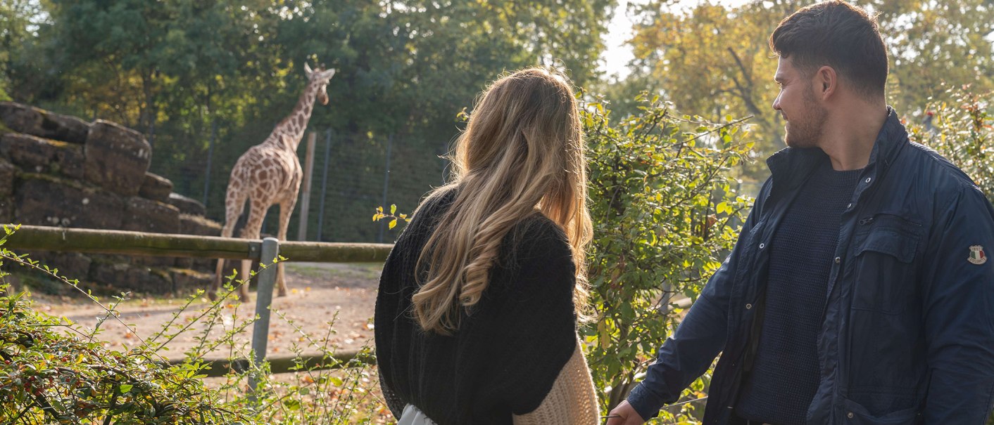 A couple stands in front of a giraffe enclosure at Wilhelma and observes a giraffe. The scene is surrounded by trees and plants., &copy; Stuttgart-Marketing GmbH, Martina Denker